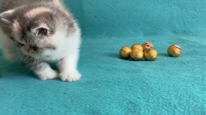 Video 735771: tabby white exotic shorthair, blue white exotic shorthair