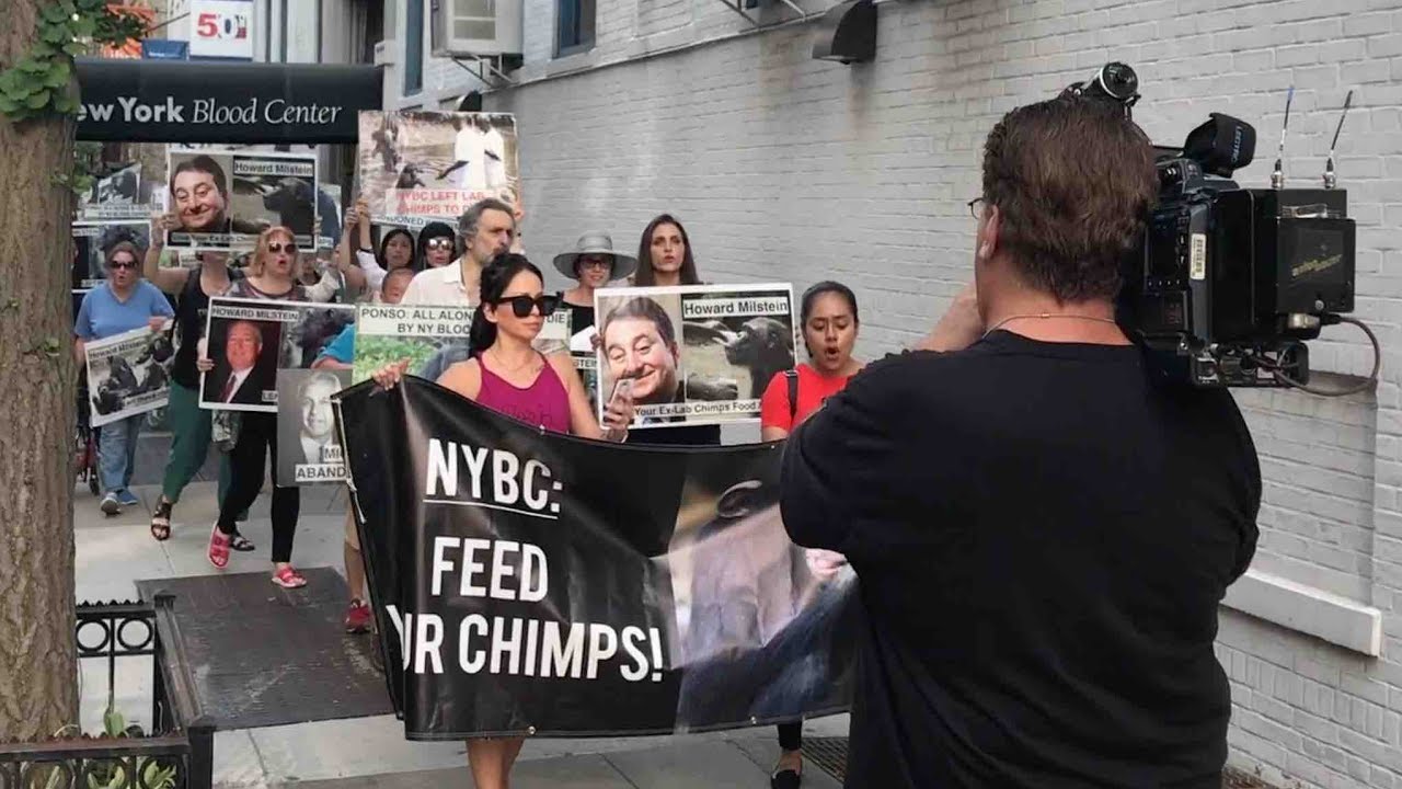 March for the Abandoned Chimps