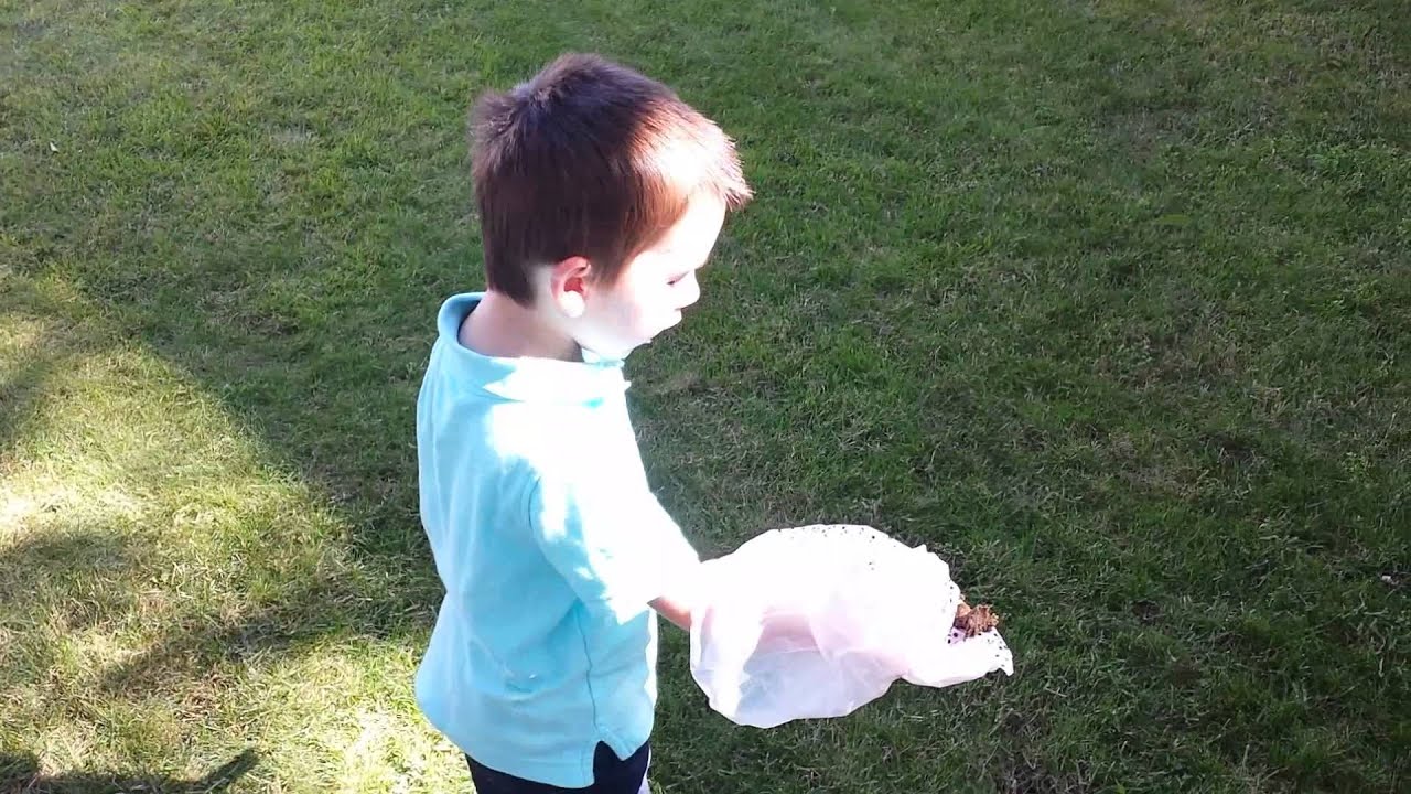 Picking up poop YouTube