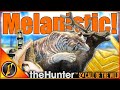 DREAM RARE Barasingha for This EPIC Multimount! | theHunter Call of the Wild Mp3 Song