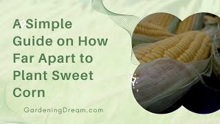A Simple Guide on How Far Apart to Plant Sweet Corn