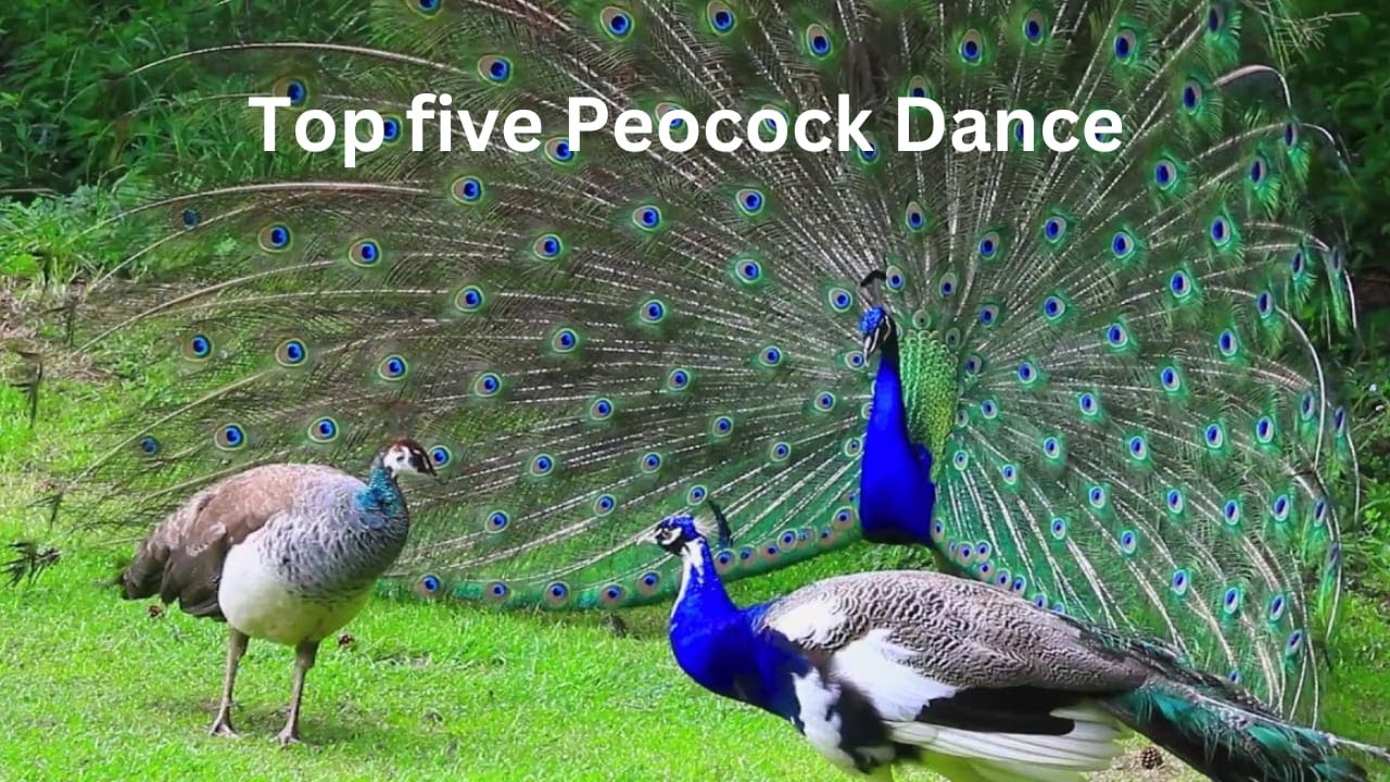 Peocock Dance And Peocock Sounds Amazing