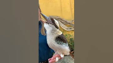 Thumbnail of Blue Winged Kookaburra Laughing