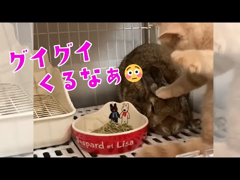 ニャンコさんの愛を受け止めるうさぎさん