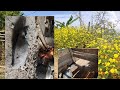 Biggest Pigs farm in NAAMAI(KOIDE)