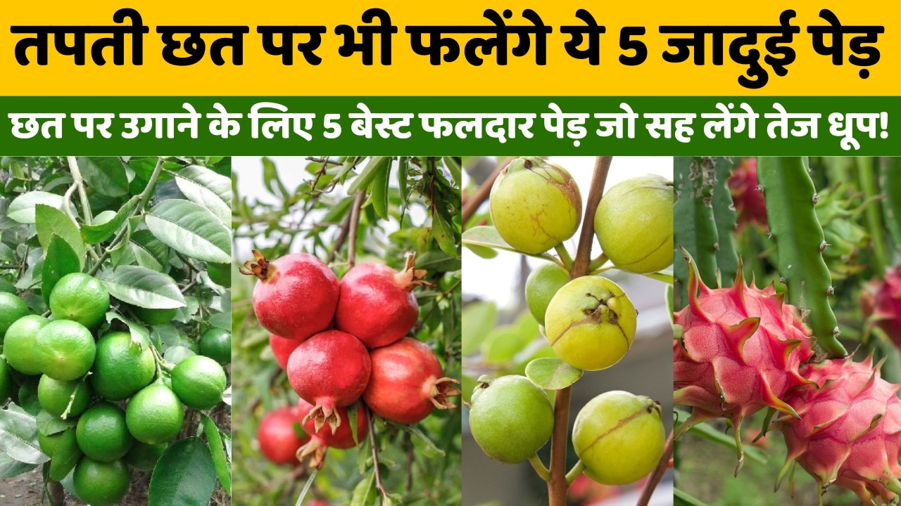 छत पर उगाने के लिए 5 बेस्ट फलदार पेड़ जो सह लेंगे तेज धूप! 5 Best Sun-Loving Fruit Trees for Terrace