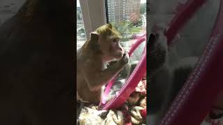 #нашивыпускники Привет от Катерины👋🤭🐒 #monkey #petmonkey #animals #экзотика #обезьяна #зоо #питомец