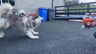 Angry Husky Reacts To Leaf Blower! Phil Doesn’t Care!! by Life with Malamutes 15,718 views 1 day ago 4 minutes