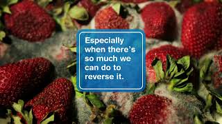 The Big Chill - Strawberries