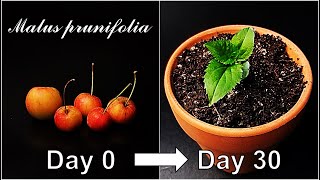 How to grow Crab AppleGrowing Crab Apple from seedHow to grow #70 Crab AppleEng Sub