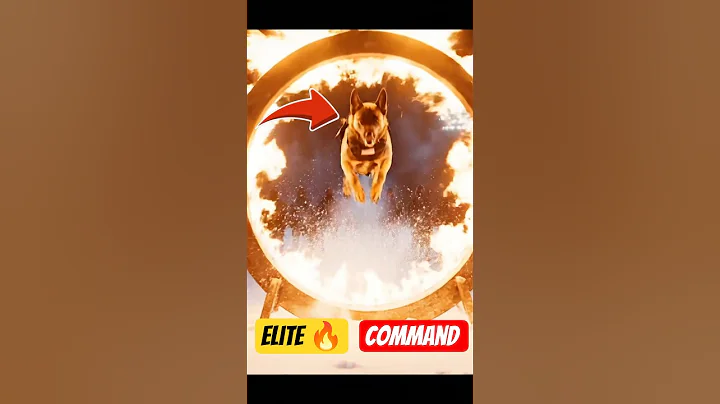 Elite U.S. K9 Unit Training | American Soldier Commands Military Dogs in Action