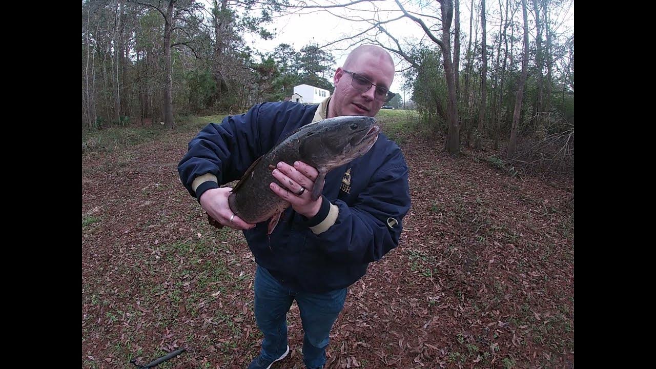 Massive Bowfin(Choupique) CAUGHT in the Louisiana Bayou! YouTube