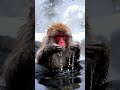 Relaxing Snow Monkey in Hot Spring
