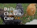 Daily Chicken Care Documentary