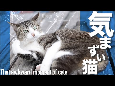 気まずい猫 - That awkward moment of cats -