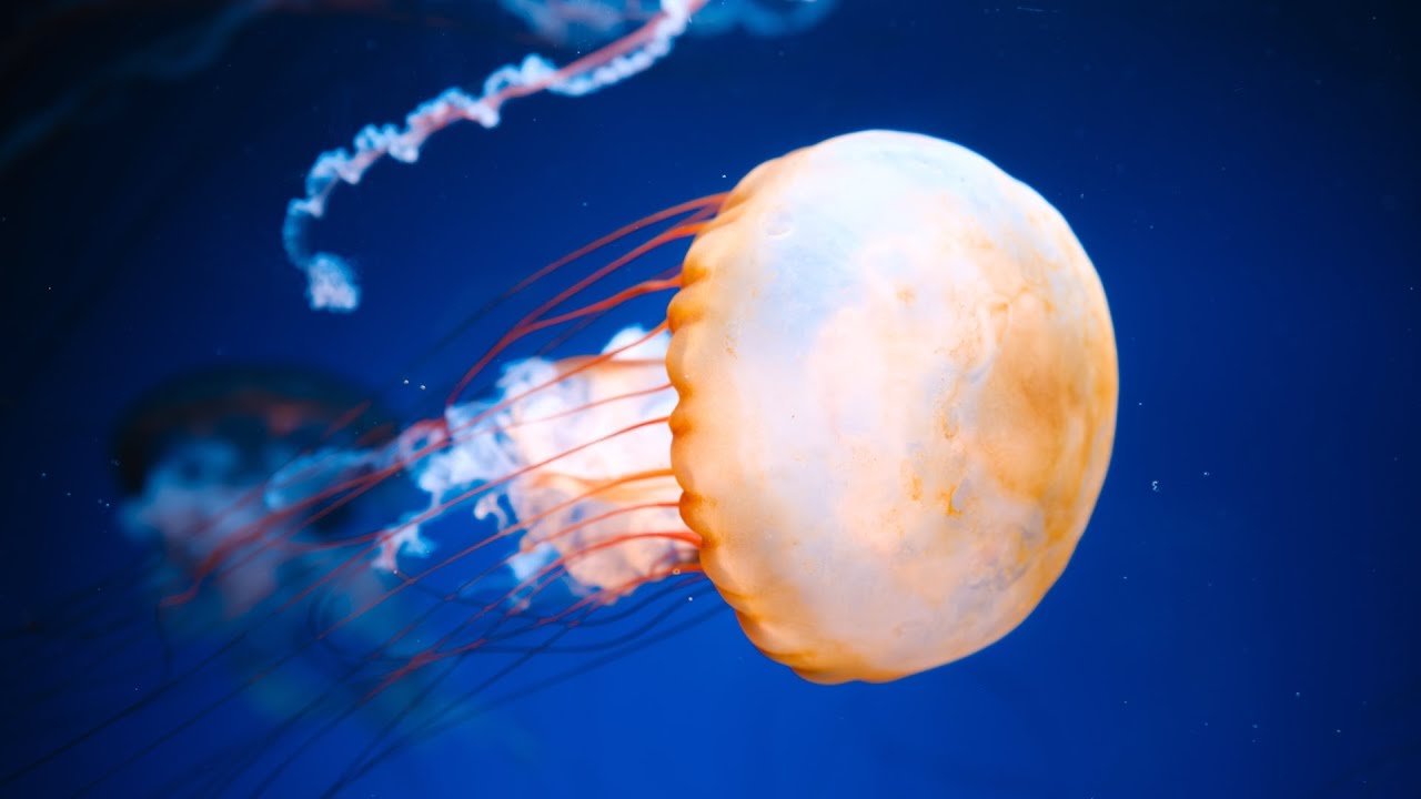 12 Hours of [Piano Sleep Music] 🌌 Are You Asleep? - relaxing music for sleeping