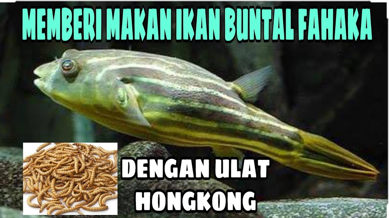 Fahaka Pufferfish Makan Ulat Hongkong - Ikan Buntal Air Tawar - YouTube