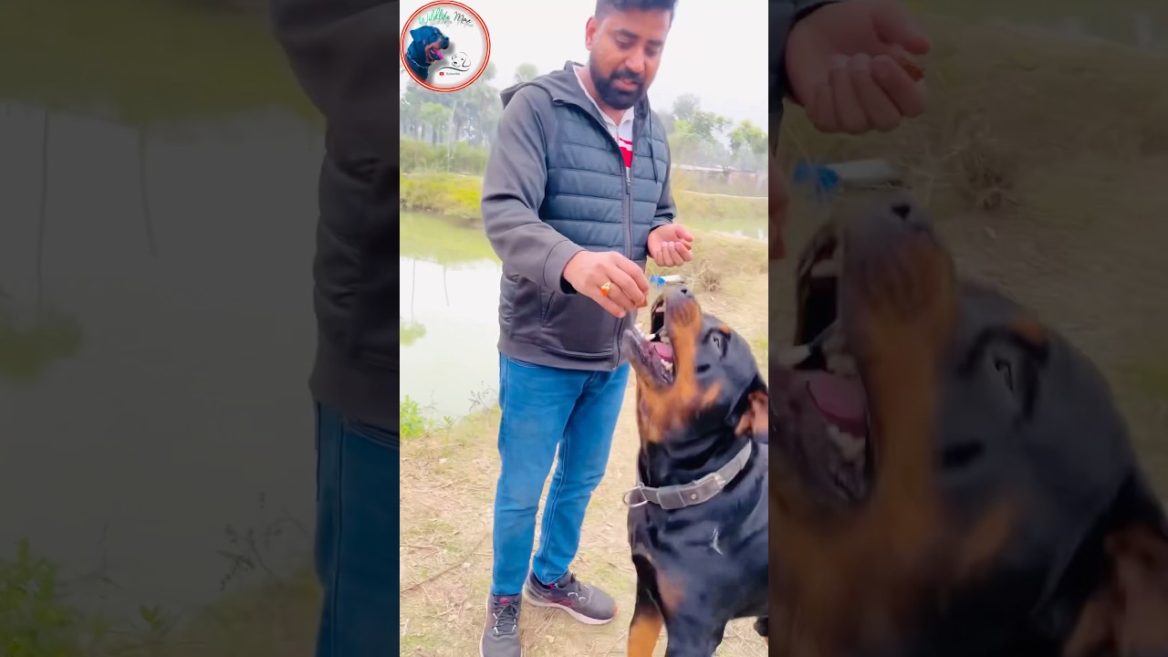 The World’s Most ban Dangerous Dog Breed 😱🐕 #DangerousDog #MostDangerousBreed #Rottweiler #dogfact