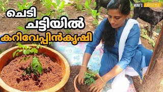 ചെടി ചട്ടിയിൽ കറിവേപ്പിൻകൃഷി | Curry leaves Krishi in Pot | Malayalam Farming