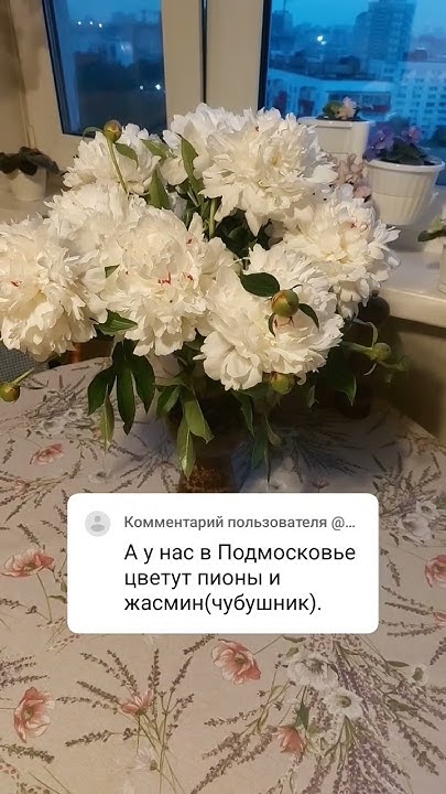 Пионы с дачи, Истра МО - YouTube