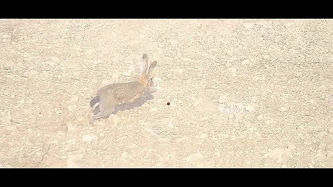 Partridge Hare and woodpigeon hunt on opening day season 2025 - shotkam and gopro shots