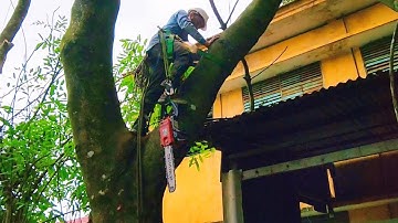 Cưa Cây Xà Cừ Ngã Qua Mái Trường / Saw a Conch Tree Falling Through the School Roof | Tập 945