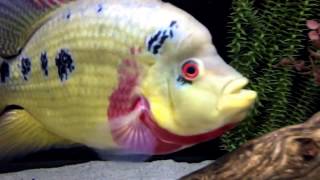 Tri Mac update. 2 years old from Jeff Rapps. @crazycichlidkeepers3794