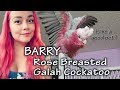 Rose Breasted Galah Cockatoo Care