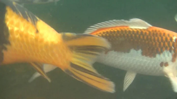 ChatterKoi Pond Visits - Luke Warren & Stuart Soper