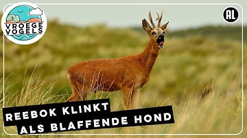 Blaffende ree | Zelf Geschoten | Vroege Vogels