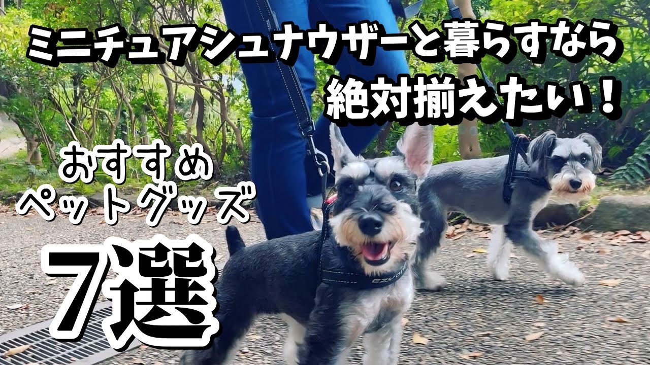 ミニチュアシュナウザーと暮らすなら絶対に揃えたい！おすすめペットグッズ７選