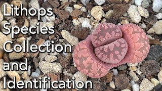 Lithops Collection Species and ID  An Introduction to these Amazing Succulents