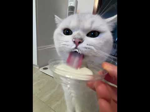 Cat adorably drinks milk and gets messy in Beijing, China
