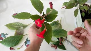 Kohleria Budama Ve Kışa Hazırlık