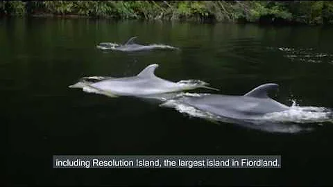 Tamatea/Dusky Sound restoration project
