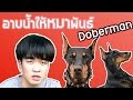 อาบน้ำให้หมาพันธ์สุดโหด!!! | Bathing Doberman | Kyutae Oppa