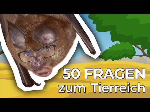 Video: Fragen Sie einen Tierarzt: Urlaubsgefahren - Fakt oder Fiktion?