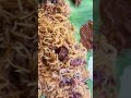 Kalyana virundhu mutton biryani 😋 #youtube #youtubeshort #shortvideo #youtubeshort