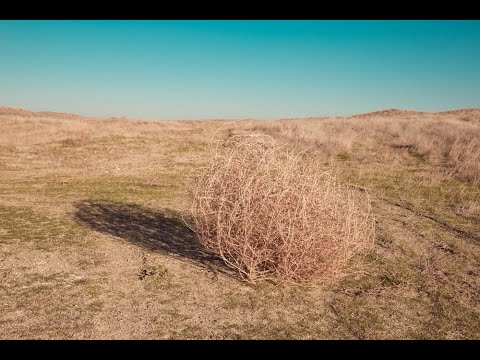 Перекати-поле в Австралии