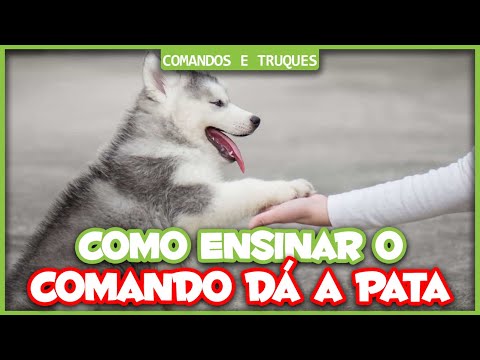 Vídeo: Como Ensinar Um Cachorro A Dar O Comando Da Pata