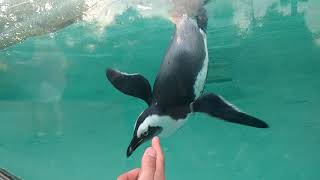 Warm weather African Penguins, Busch Gardens, Tampa