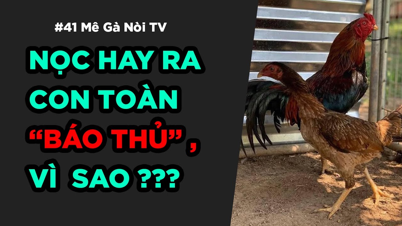 MÊ GÀ NÒI #41 : GÀ GIỐNG CHUẨN , RA CON DỞ ? VÌ SAO