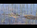 Alligators in Florida Everglades National Park
