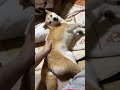 何か目で訴えてくる柴犬 #柴犬 #shibainu