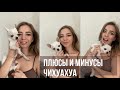 Плюсы и минусы чихуахуа | нюансы породы