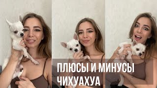 Плюсы и минусы чихуахуа | нюансы породы