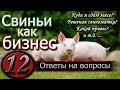 КАКОЙ ПРИВЕС У СВИНЕЙ