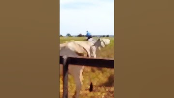 Cow video #cow #sapi #inek #animals #cowboys #caballos #vaqueiro #funnyvideo #shorts #short #funny