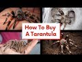 How To Buy A Tarantula: What To Look For And Red Flags (What NOT To Do)