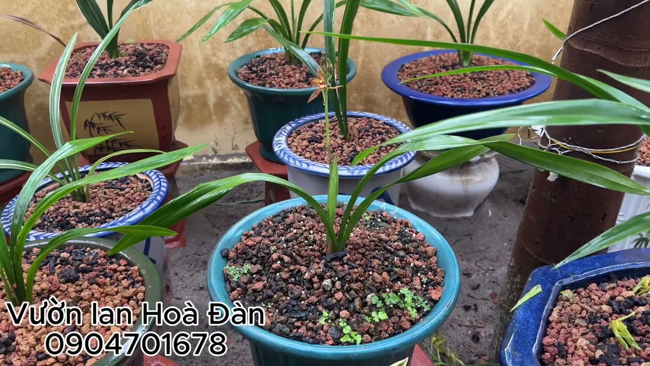Địa lan giống, hàng vip, trồng xuân
